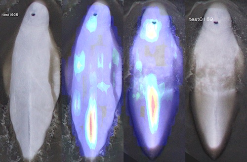 Visualization of beluga matching features