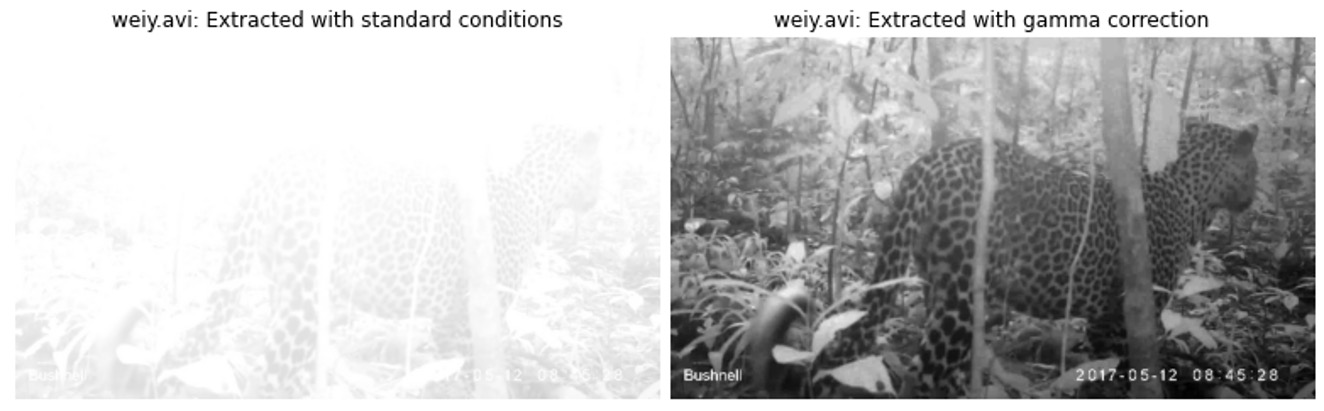 (Left) An overexposed camera trap image extracted normally, which appears almost completely washed out. (Right) The same image extracted with gamma correction, where the overexposure has been corrected.